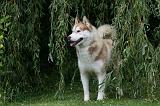 SIBERIAN HUSKY 923